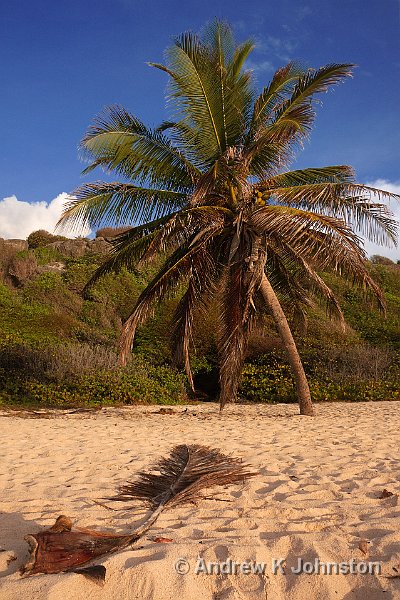 0410_40D_0127.jpg - A nice palm tree at sunrise, Foul Bay